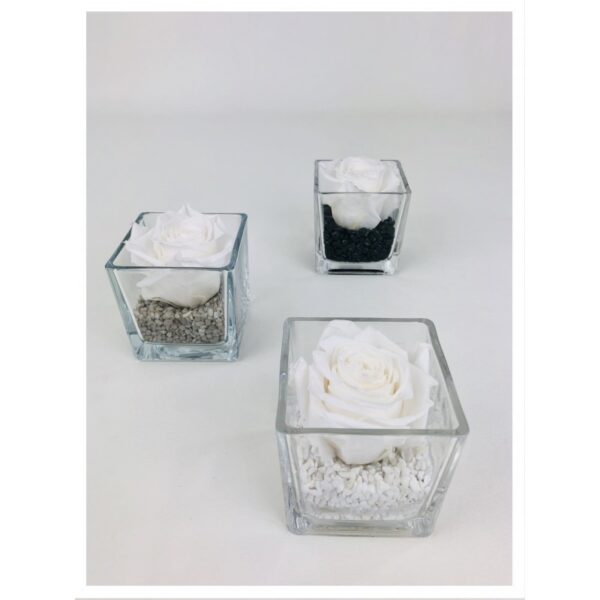Le cube - Composition de rose stabilisée blanche