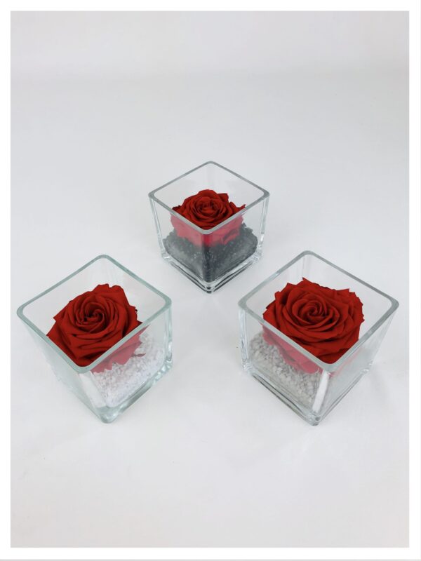 Le cube Xl - Composition de rose stabilisée rouge