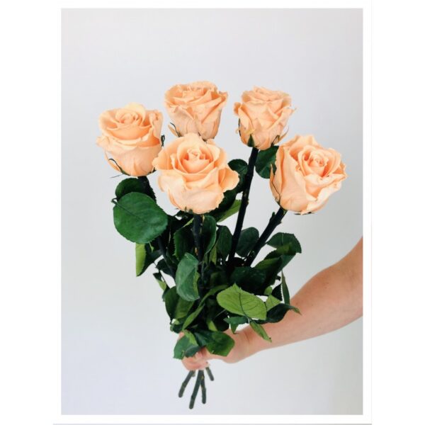 Roses stabilisées pêches Roses stabilisées pêches