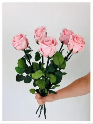 Roses stabilisées roses Roses stabilisées roses