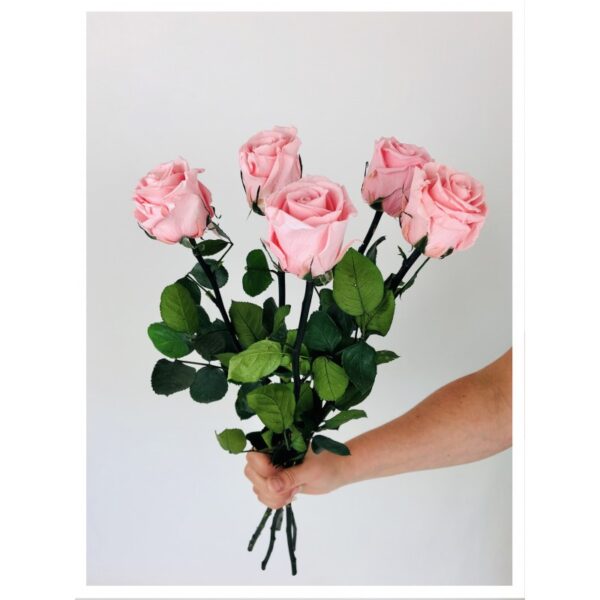 Roses stabilisées roses Roses stabilisées roses