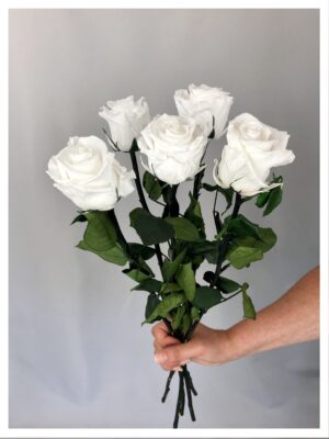 Roses stabilisées blanches Roses stabilisées blanches