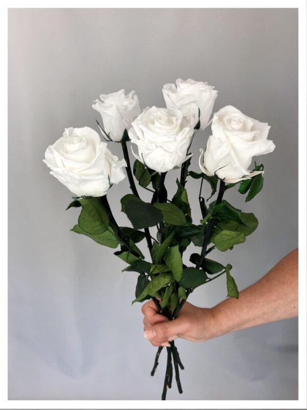 Roses stabilisées blanches Roses stabilisées blanches