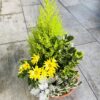 POMPONETTE JARDINIERE