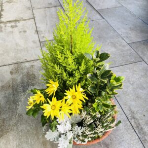 POMPONETTE JARDINIERE