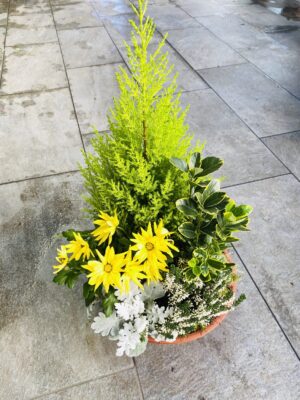 POMPONETTE JARDINIERE