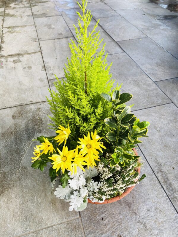 POMPONETTE JARDINIERE