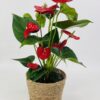 ANTHU ROUGE CP OSIER Anthurium Rouge Sierra