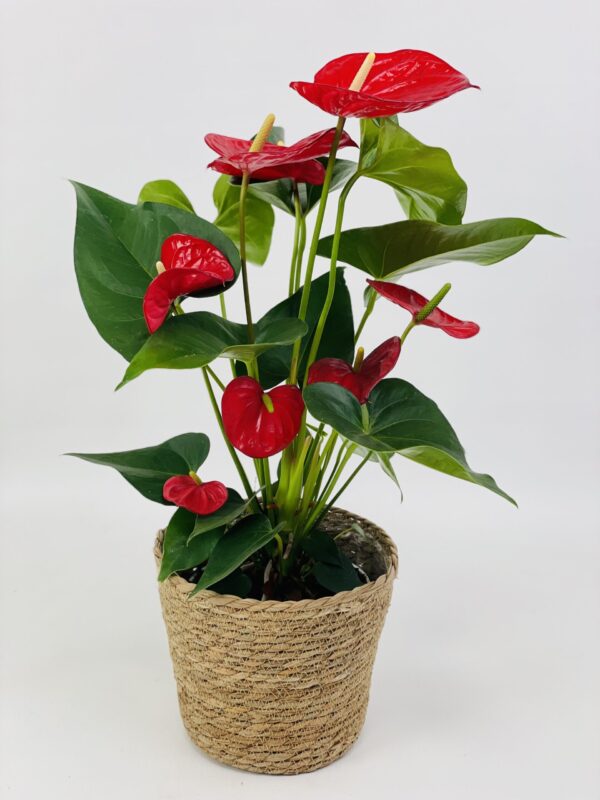 ANTHU ROUGE CP OSIER Anthurium Rouge Sierra