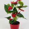 ANTHU ROUGE CP ROUGE Anthurium Rouge Sierra
