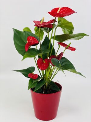 ANTHU ROUGE CP ROUGE Anthurium Rouge Sierra