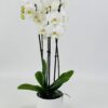 PHAL BLANC CP BLANC Phalaenopsis blanc 2 tiges