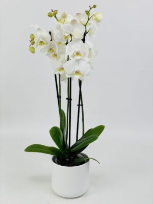 PHAL BLANC CP BLANC Phalaenopsis blanc 2 tiges