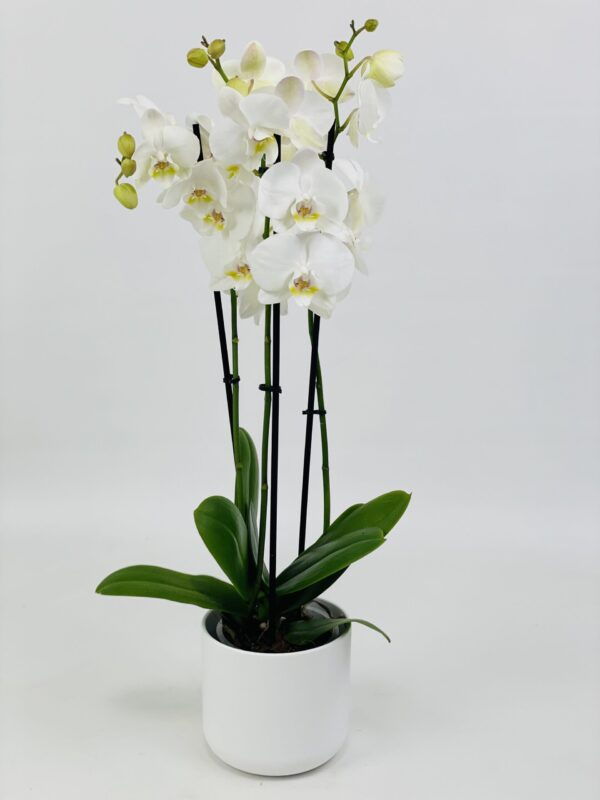 PHAL BLANC CP BLANC Phalaenopsis blanc 2 tiges