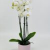 PHAL BLANC CP ROSE Phalaenopsis blanc 2 tiges
