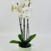 PHAL BLANC CP VERT Phalaenopsis blanc 2 tiges