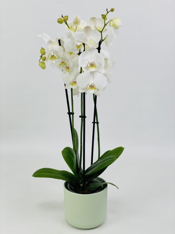 PHAL BLANC CP VERT Phalaenopsis blanc 2 tiges