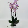 PHAL ROSE CP BLANC Phalaenopsis rose 2 tiges