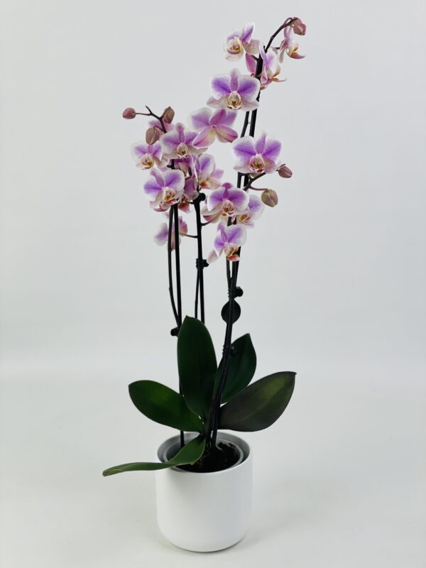 PHAL ROSE CP BLANC Phalaenopsis rose 2 tiges