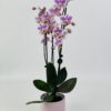 PHAL ROSE CP RSOE Phalaenopsis rose 2 tiges