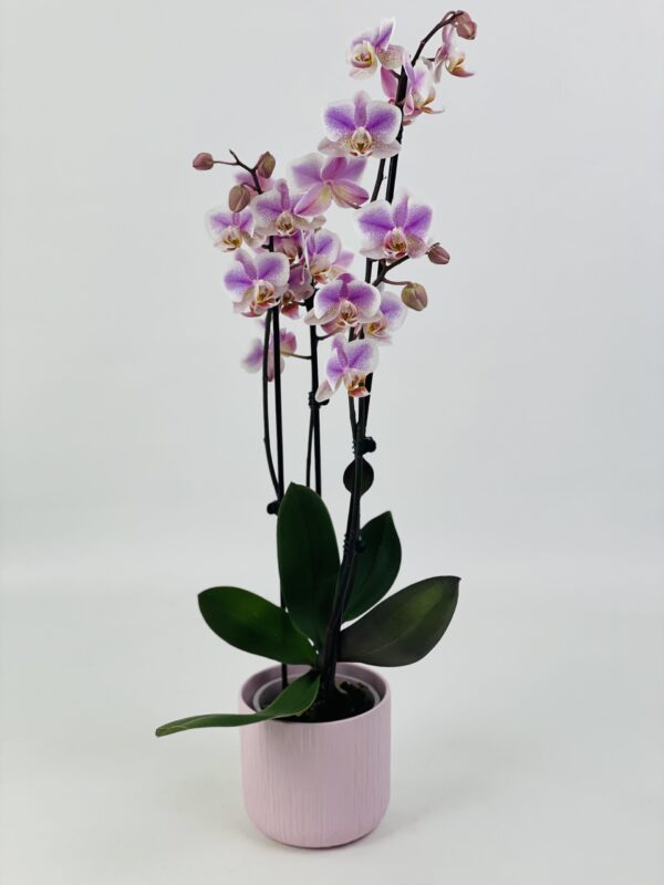 PHAL ROSE CP RSOE Phalaenopsis rose 2 tiges
