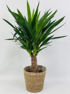 Yucca Maya