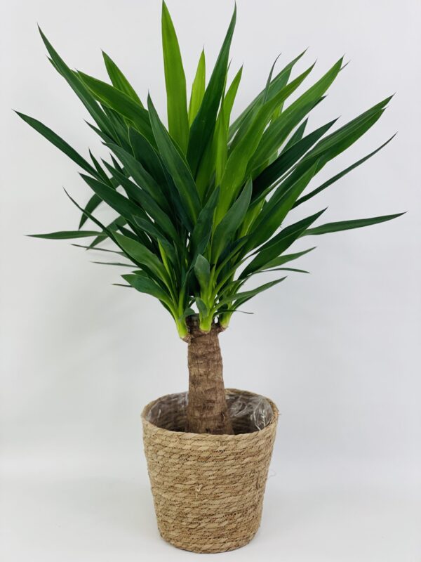 YUCCA CP OSIER Yucca Maya