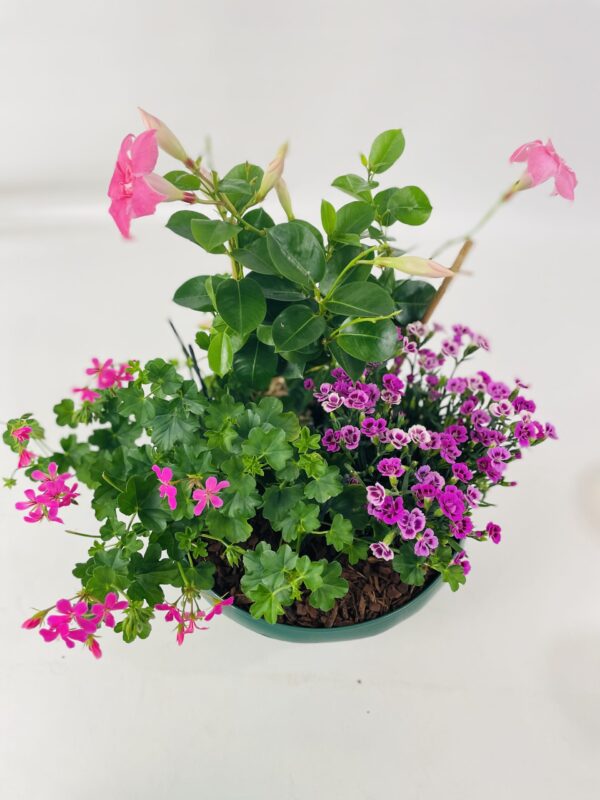 Coupe plante 39,90€ PETIT JARDIN