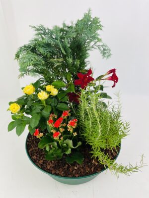 coupe colorée DOUCE COMPASSION