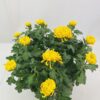 CHRYSANTHEME GROSSES FLEURS 12+