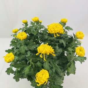CHRYSANTHEME GROSSES FLEURS 12+