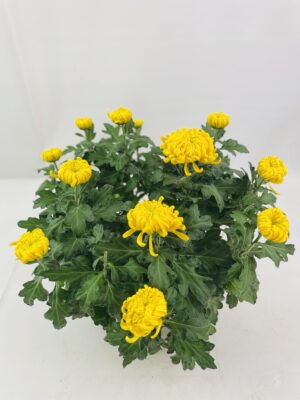 CHRYSANTHEME GROSSES FLEURS 12+