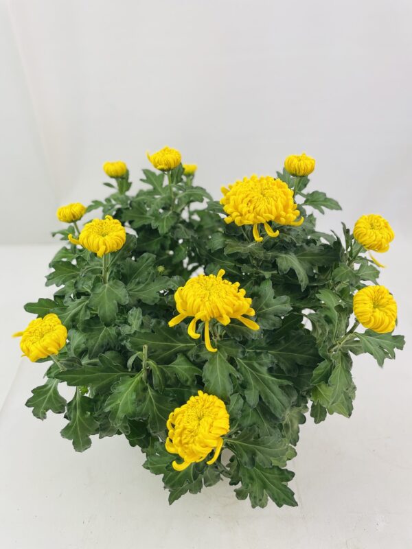 CHRYSANTHEME GROSSES FLEURS 12+