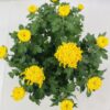 CHRYSANTHEME GROSSES FLEURS 12+