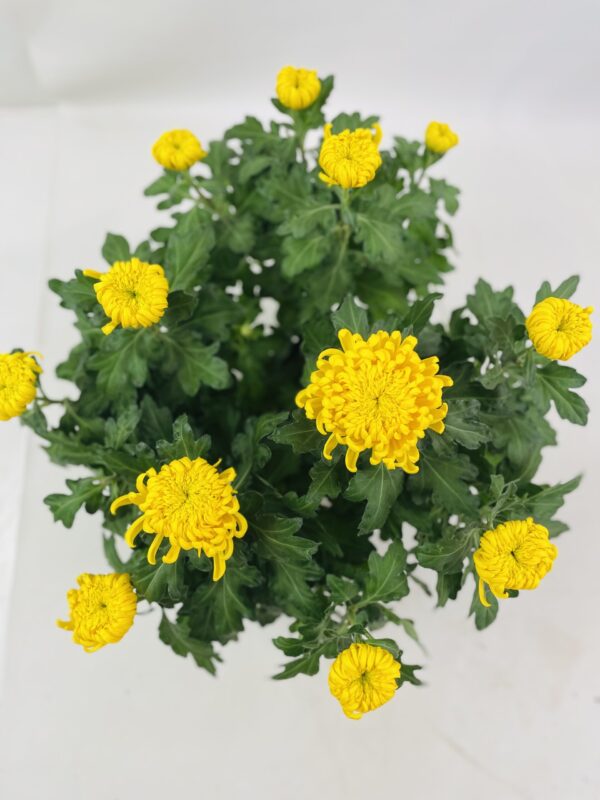 CHRYSANTHEME GROSSES FLEURS 12+