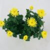 CHRYSANTHEME GROSSES FLEURS 5+