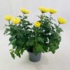 CHRYSANTHEME GROSSES FLEURS 5+