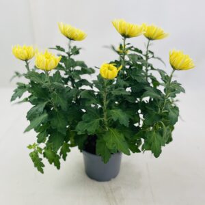 CHRYSANTHEME GROSSES FLEURS 5+
