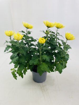CHRYSANTHEME GROSSES FLEURS 5+