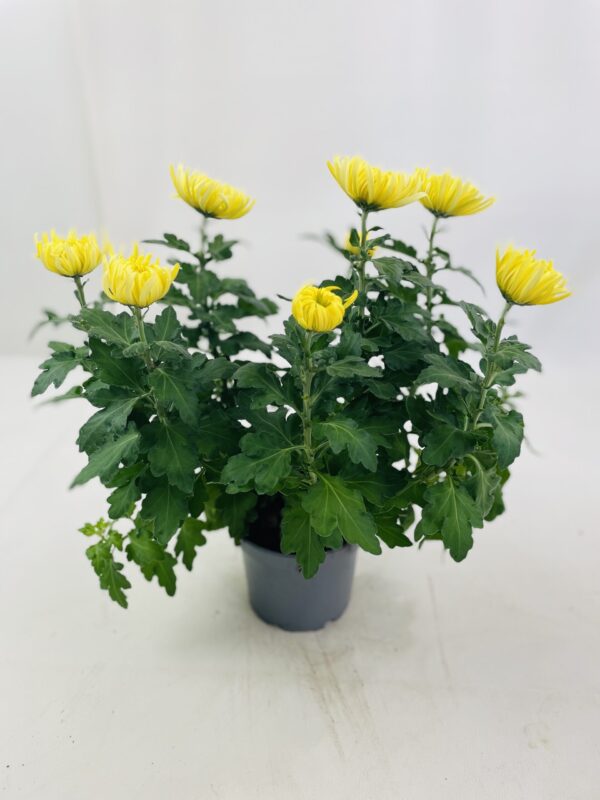 CHRYSANTHEME GROSSES FLEURS 5+