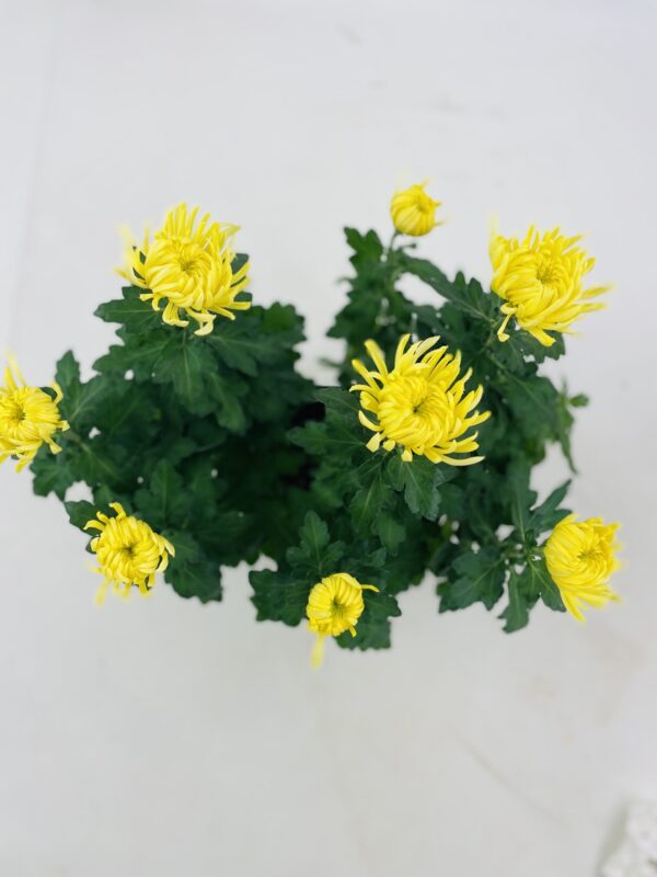 CHRYSANTHEME GROSSES FLEURS 5+