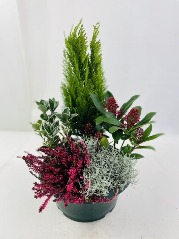 Coupe COUPE DE PLANTES NON GELIVE
