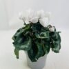 CYCLAMEN