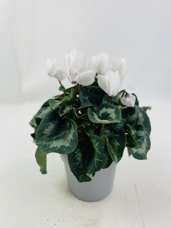 CYCLAMEN