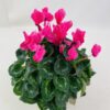 CYCLAMEN