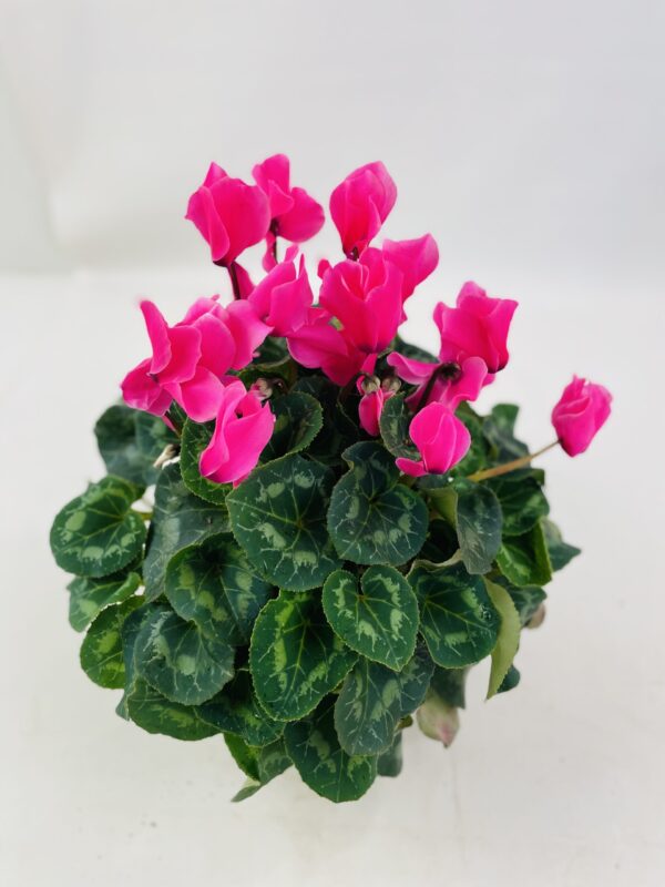 CYCLAMEN