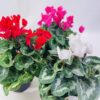 CYCLAMEN