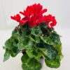 CYCLAMEN