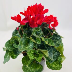 CYCLAMEN