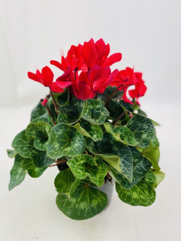 CYCLAMEN